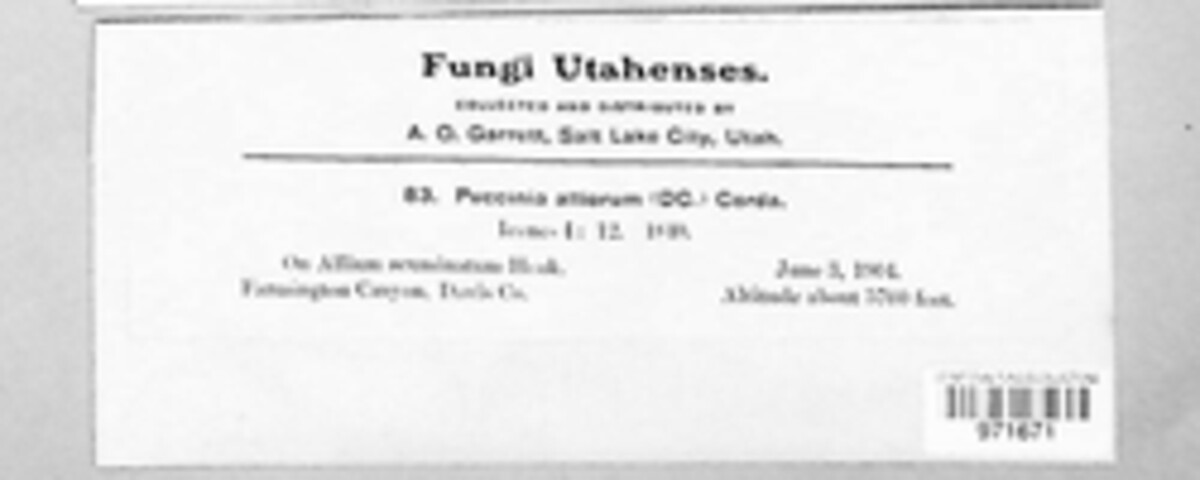 Puccinia alliorum image